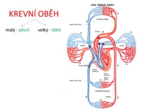 Krevni-obeh.jpg