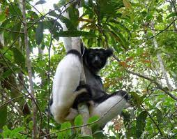 Indri-indri.jpg