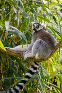 Lemur-kata.jpg